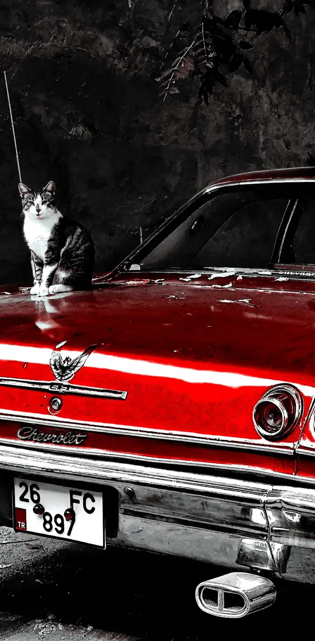 Chevrolet and Cat