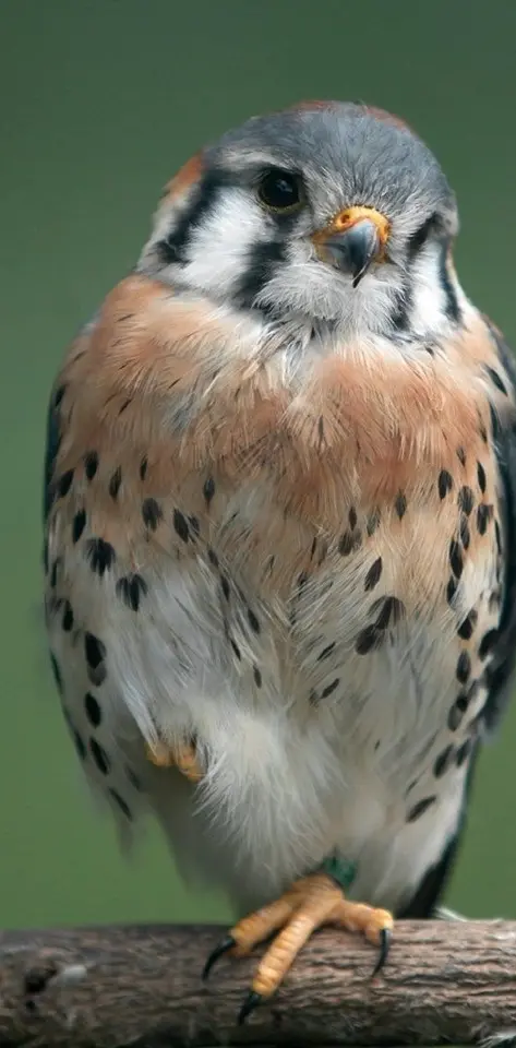 Beauti Sparrow