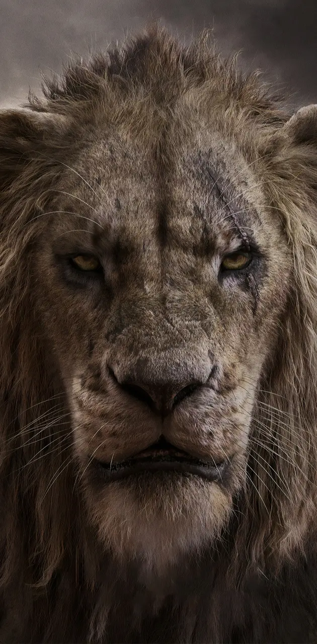 Lion king scar