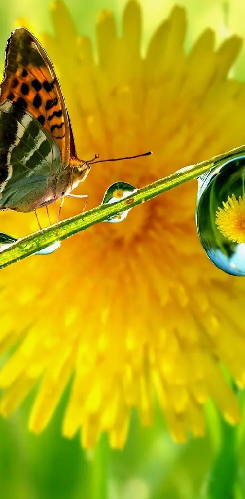 Water Drop Flower
