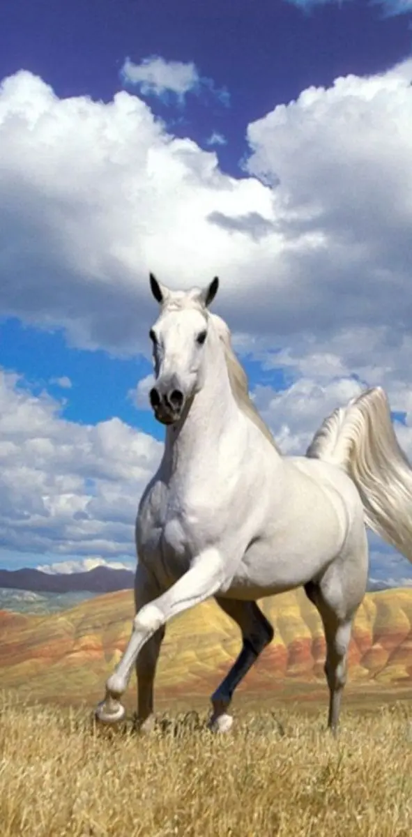 Araian Horse