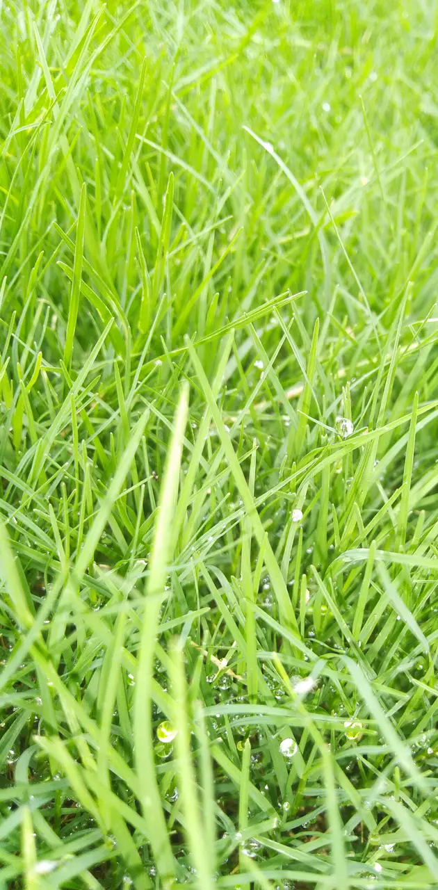 grass world