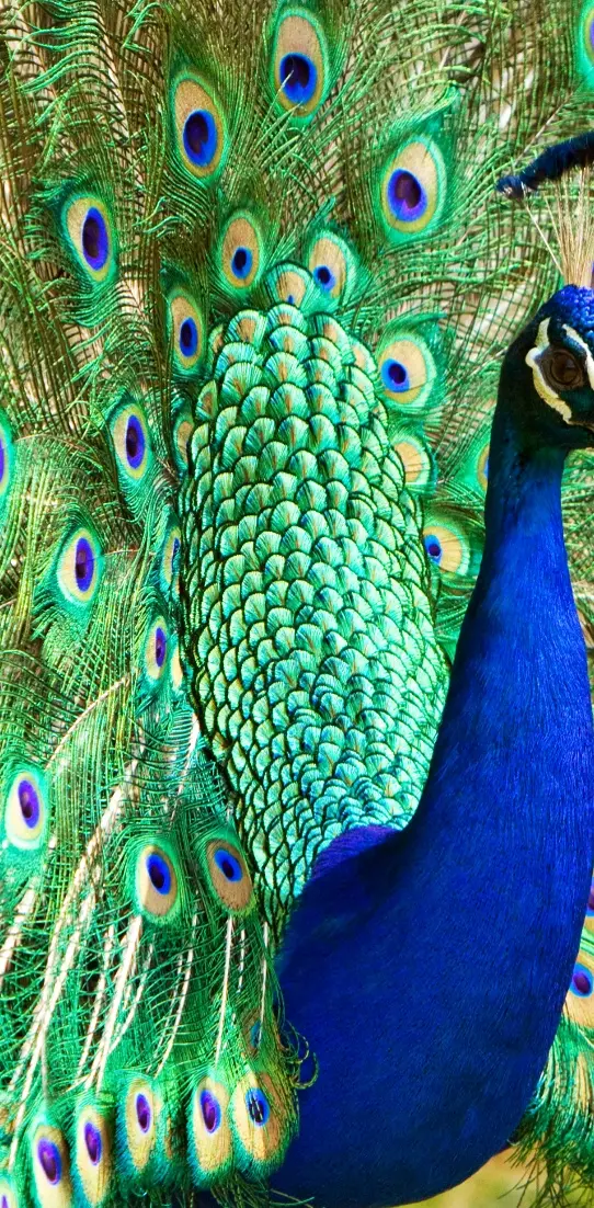 Nice Peacock