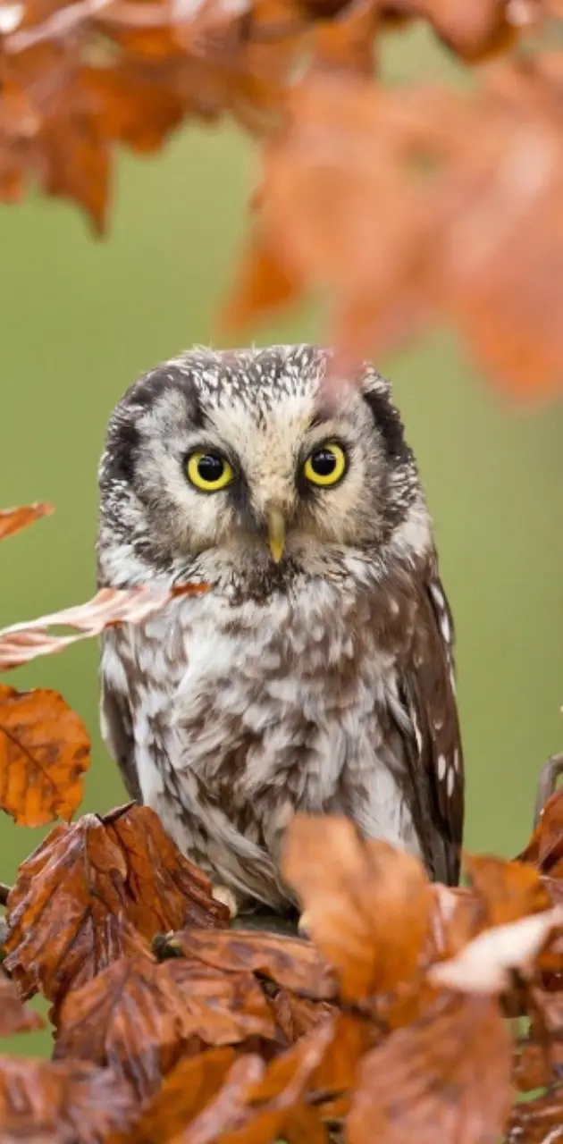 Fall owl