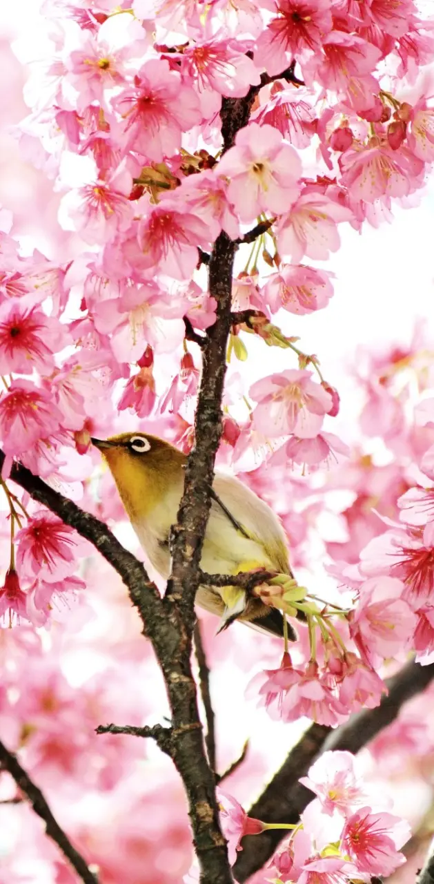Okinawa Bird Sakura