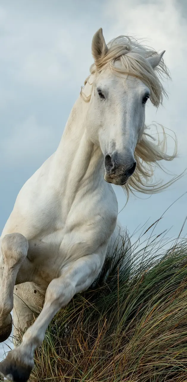 White horse in grass