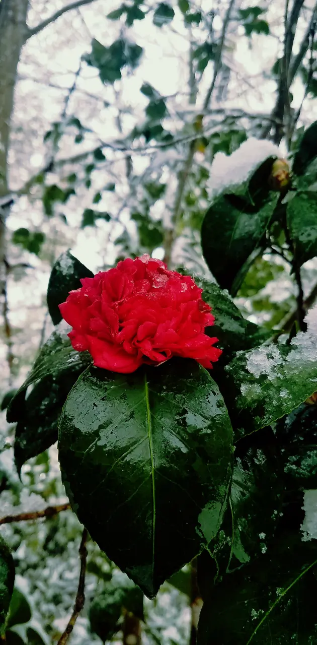 Snowy Rose