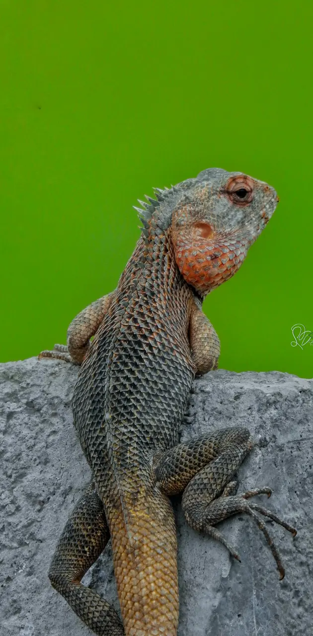 Oriental Lizard