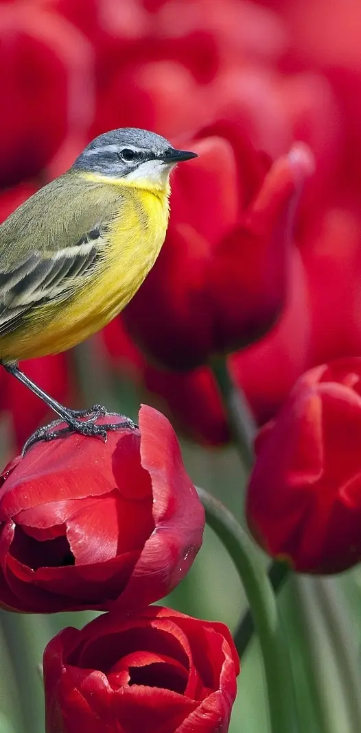 Bird And Red Tulips