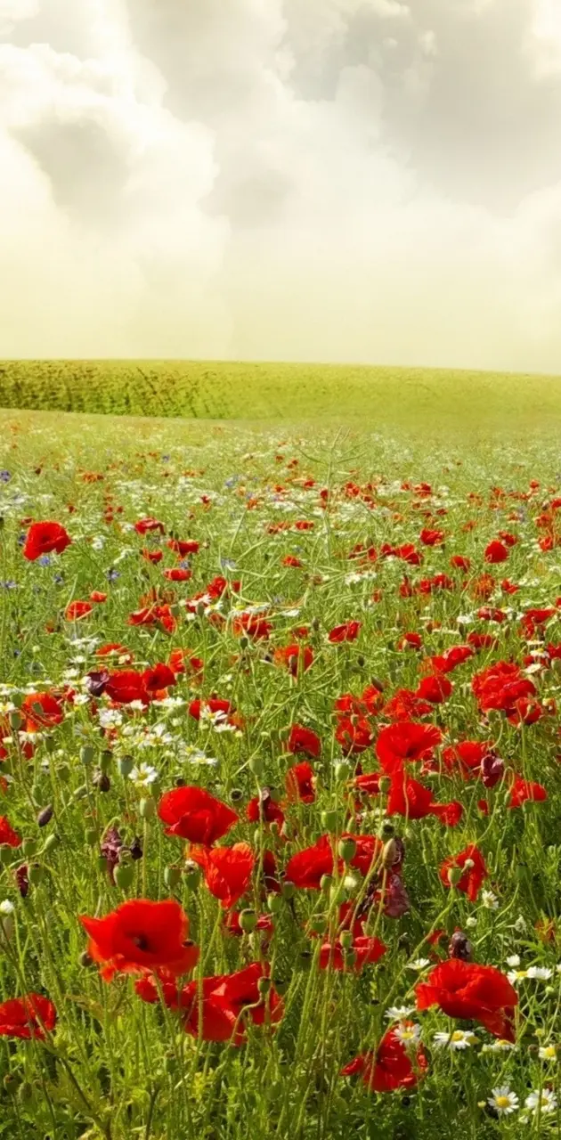 Beautifu poppy field