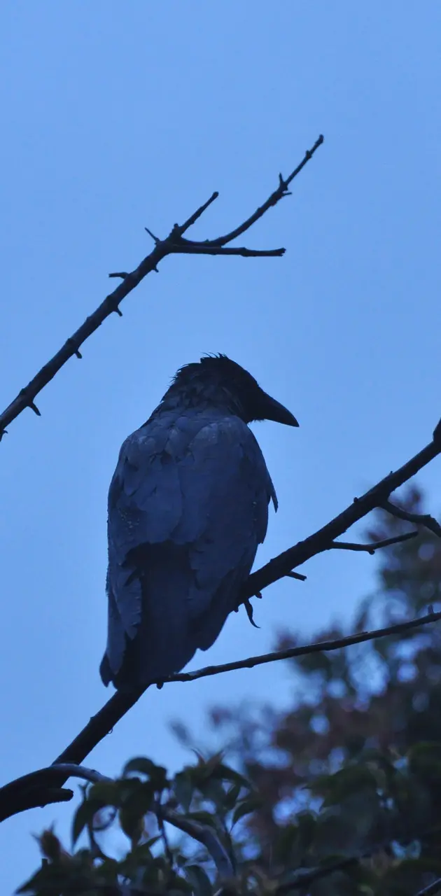 Crow in park