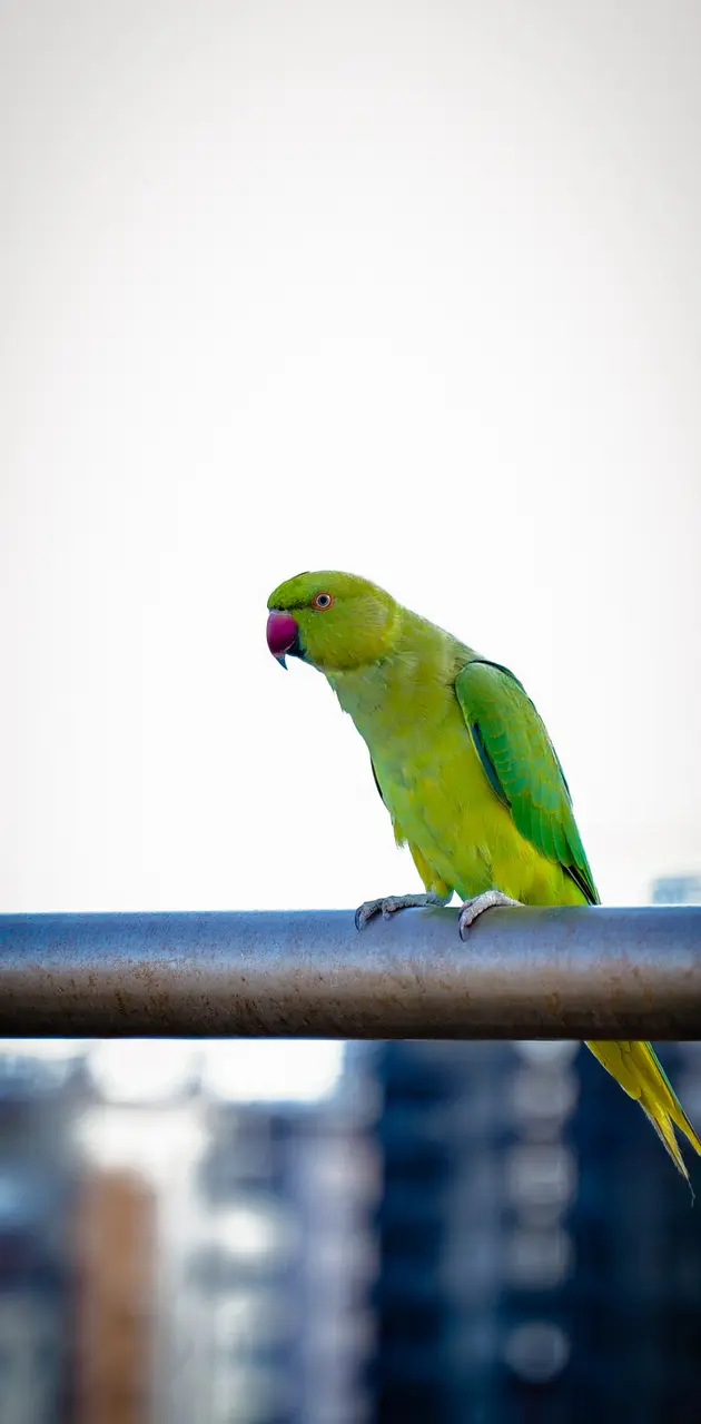 Indian parrot 