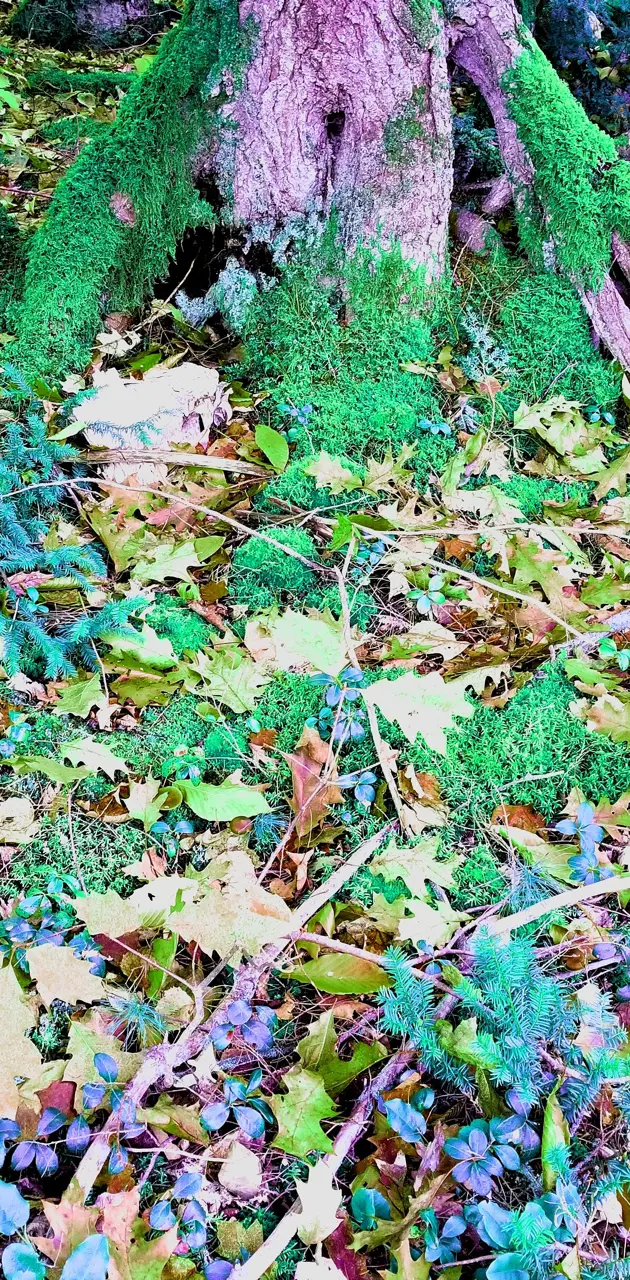 Moss of Earth 