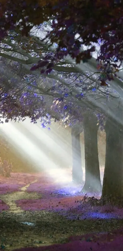 sunlight forest