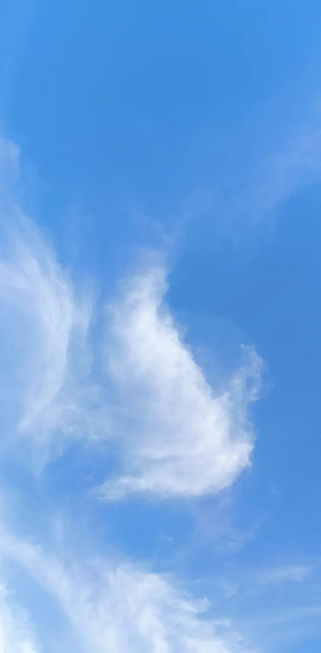 SkyBird in Cloud
