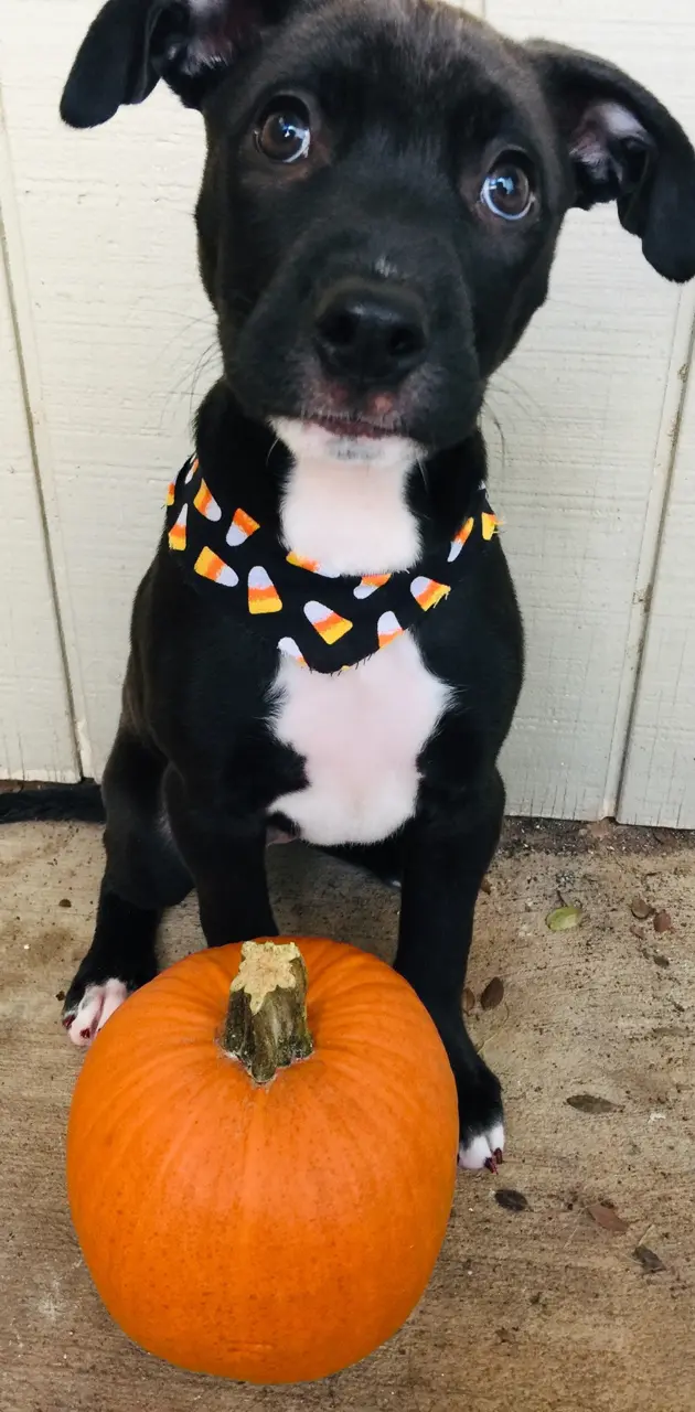 Pup or treat