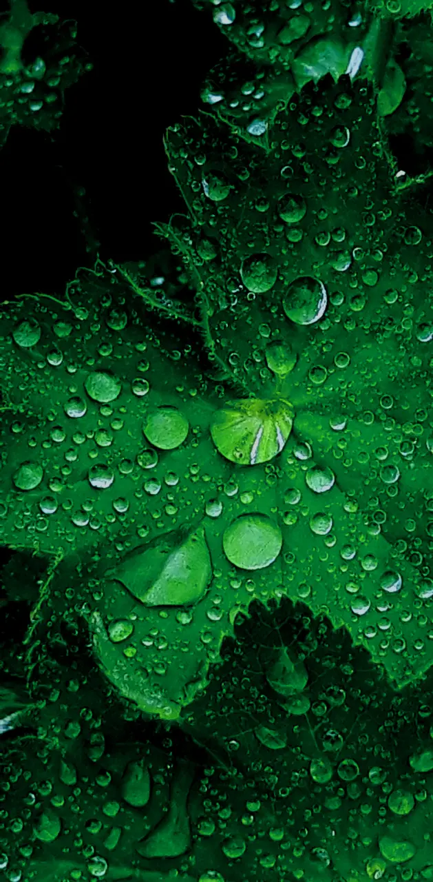 Green Raindrop Leaf