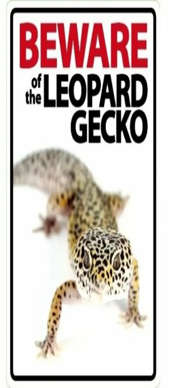 Be ware the gecko