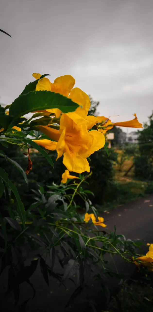 Yellow Bell Flower 