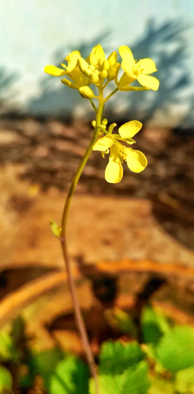 Mustard Flower