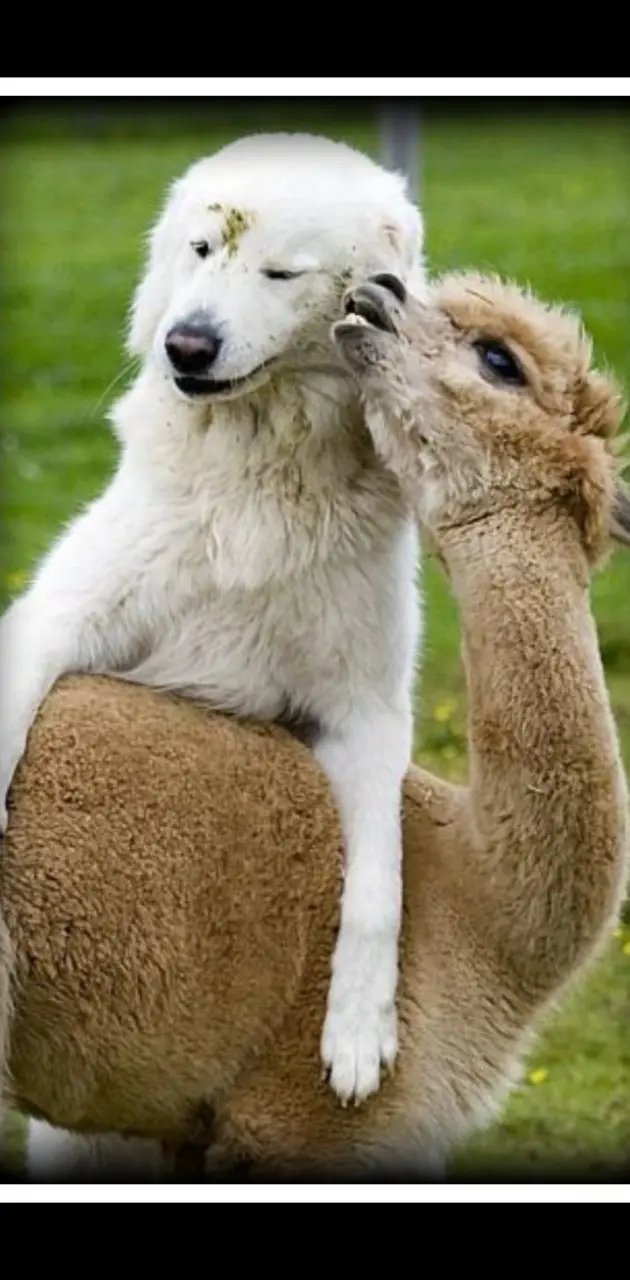 Alpaca and dog