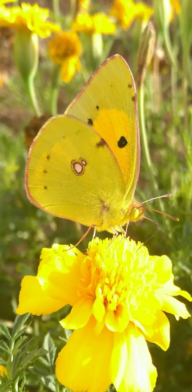 yelloow butterfly