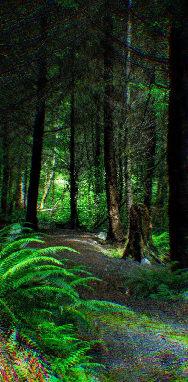 forest_wander