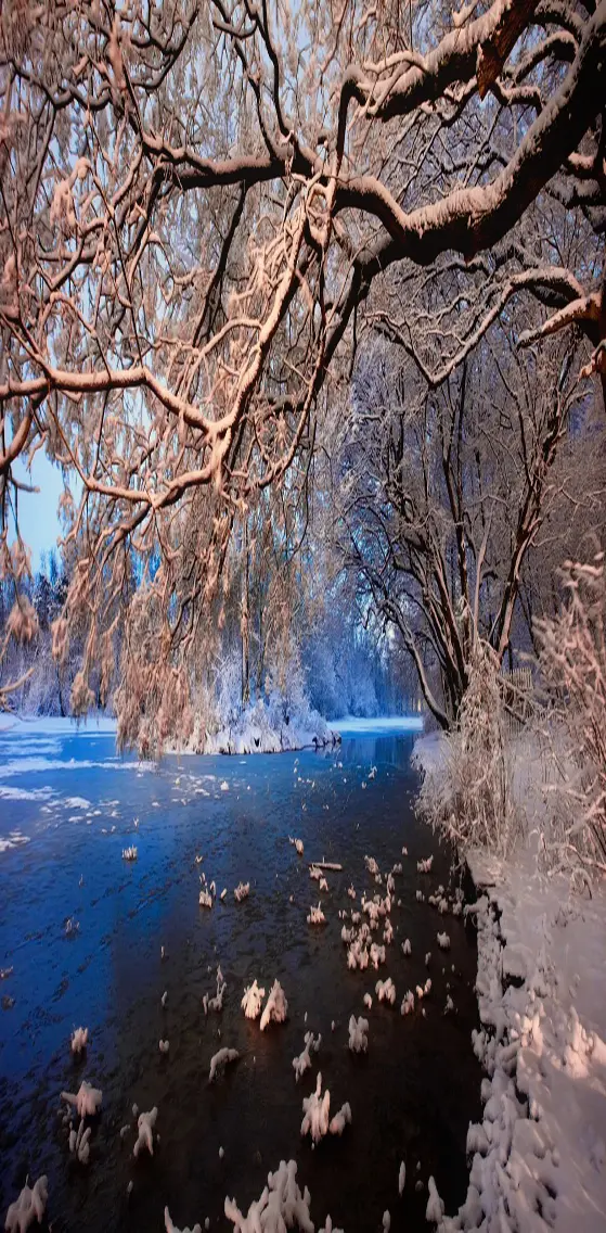 Winter  Landscape