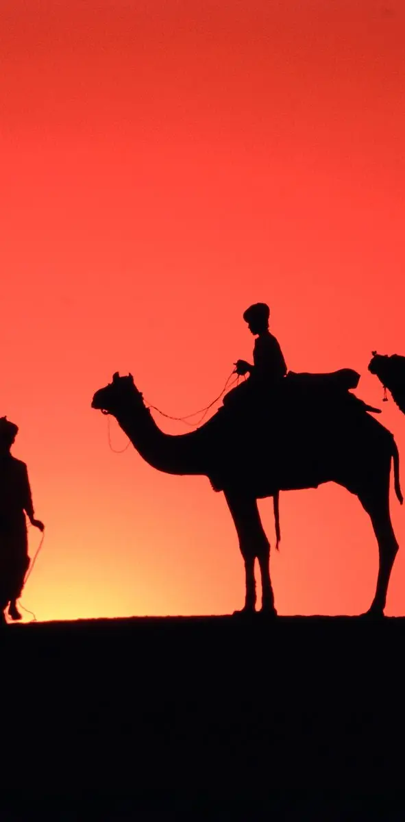Camels By The Sunset