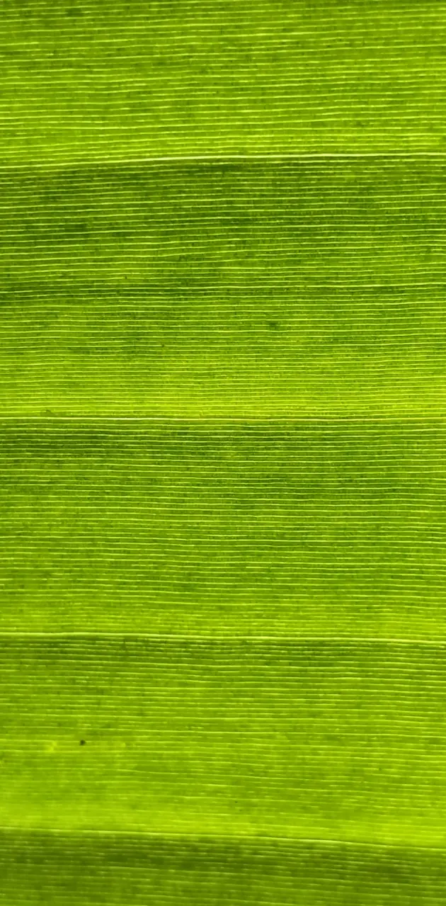 Banane leaf patterns