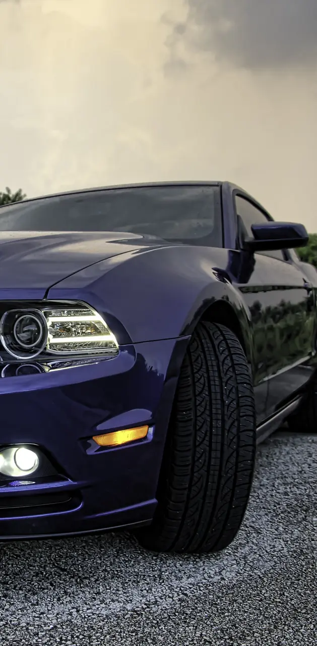 Purple Mustang