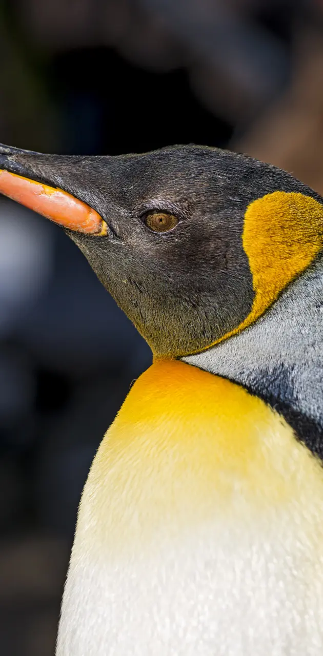 Noble Penguin