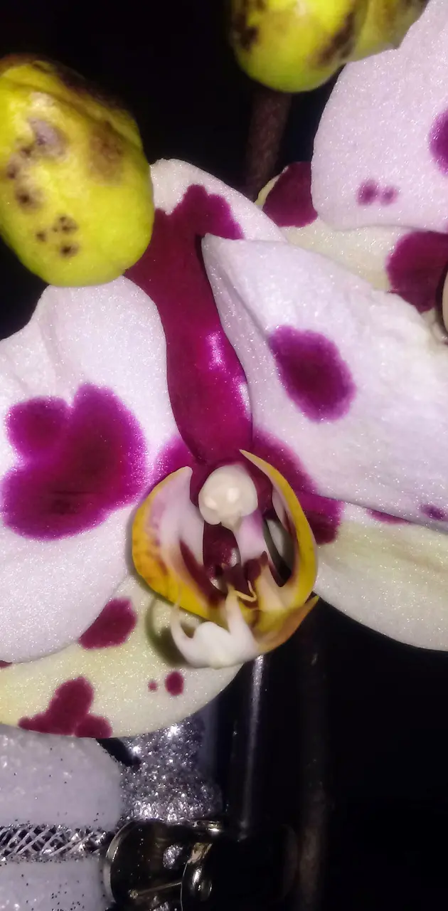 First orchid bloom