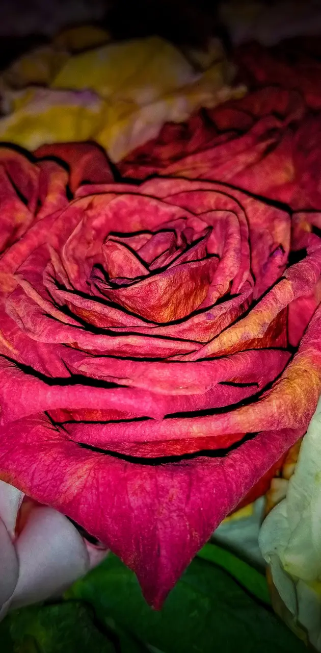 Dry Rose