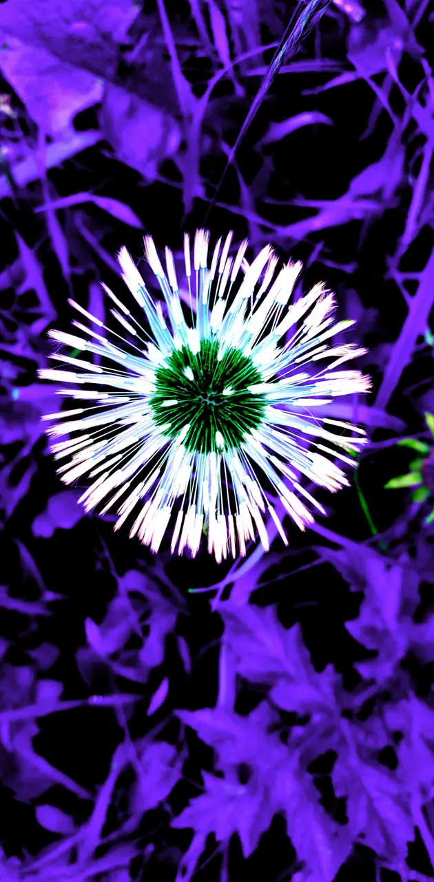 Neon Dandelion