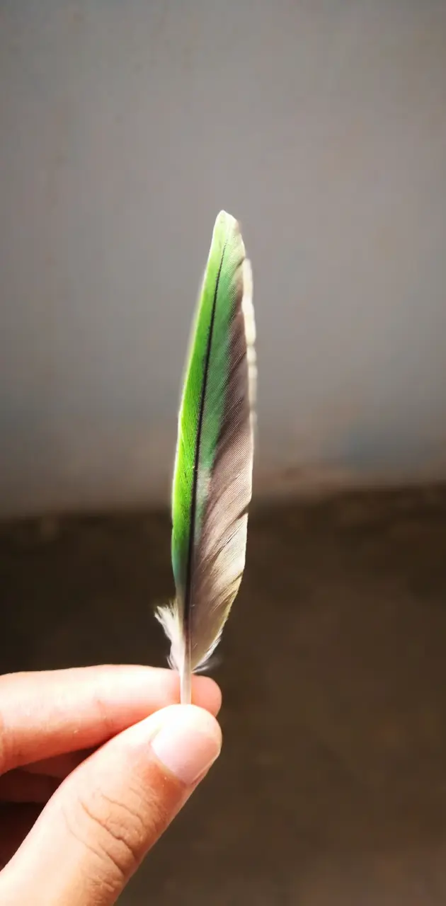 Parrot wing