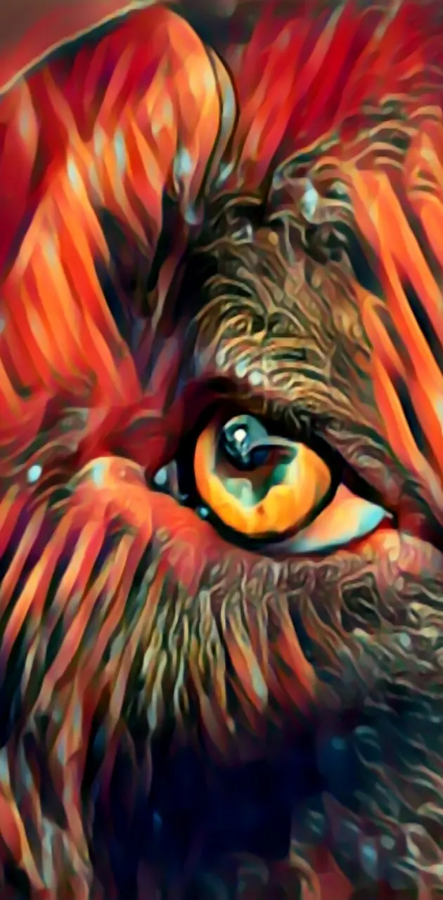 Max pitbul eye