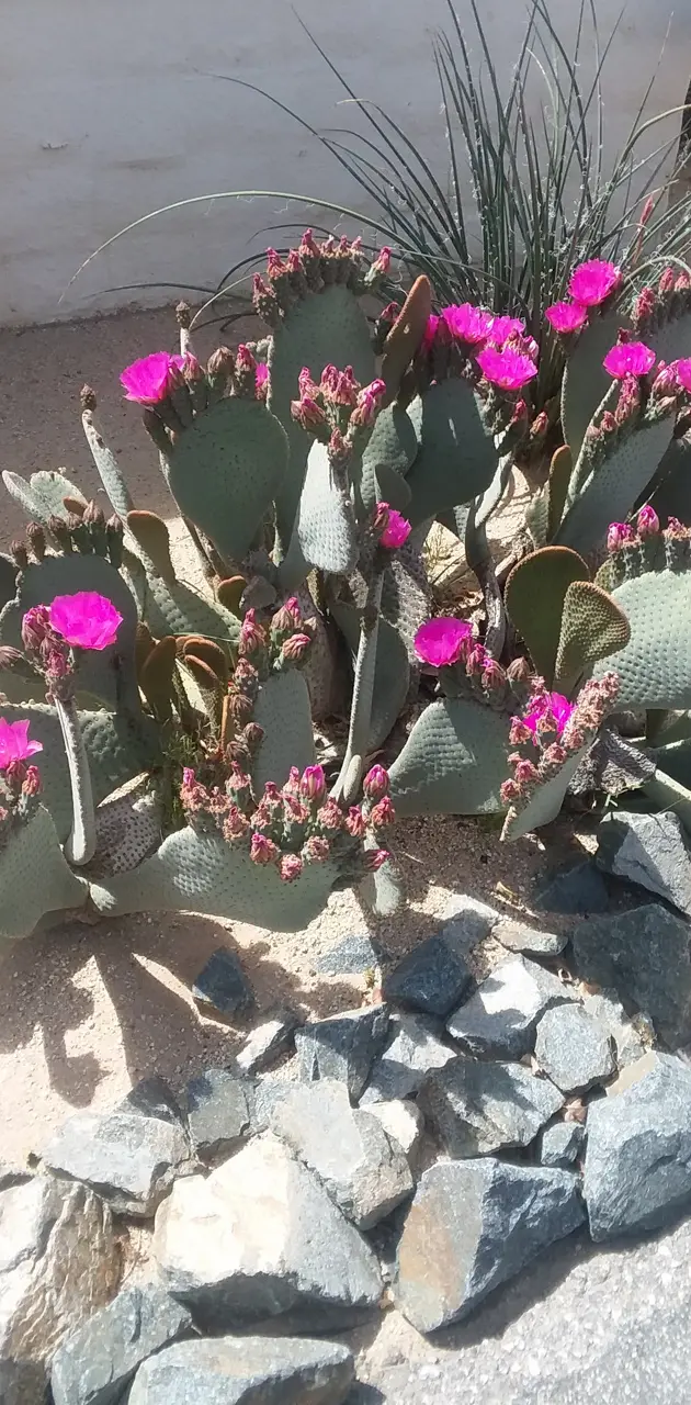 Purple Desert bloom