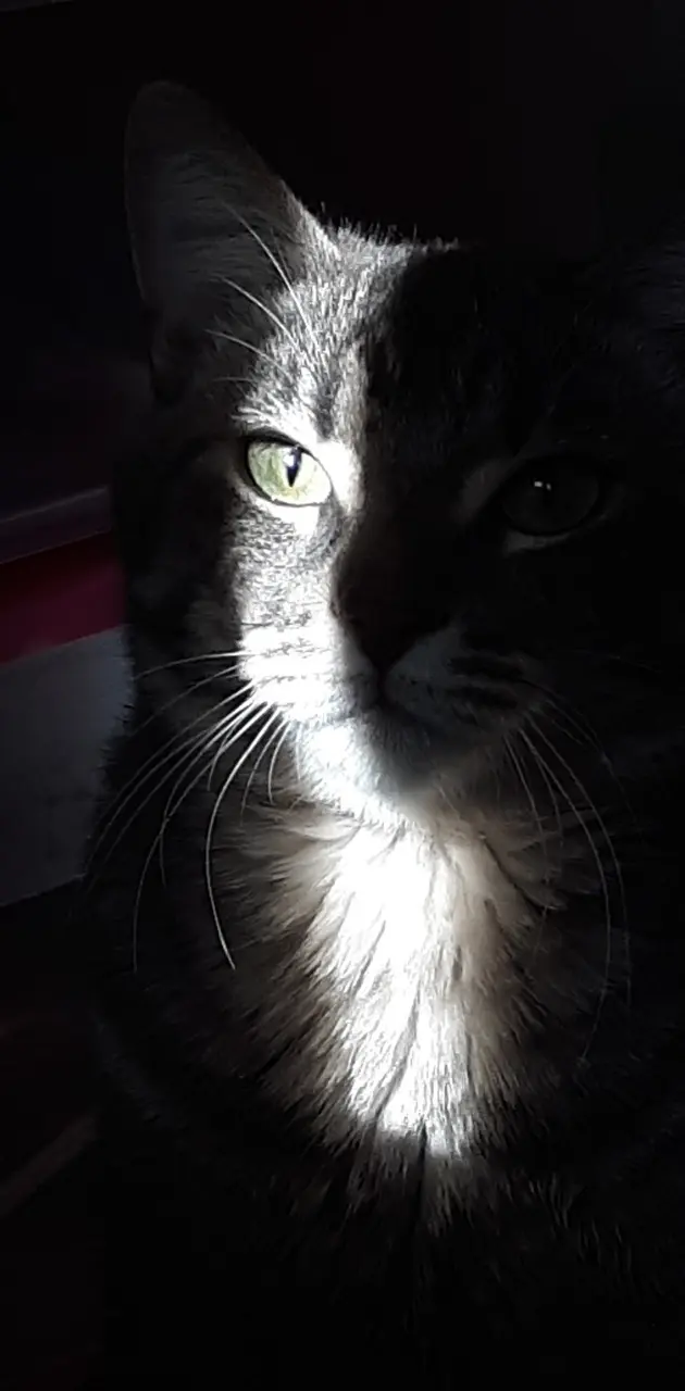 Sunlight cat