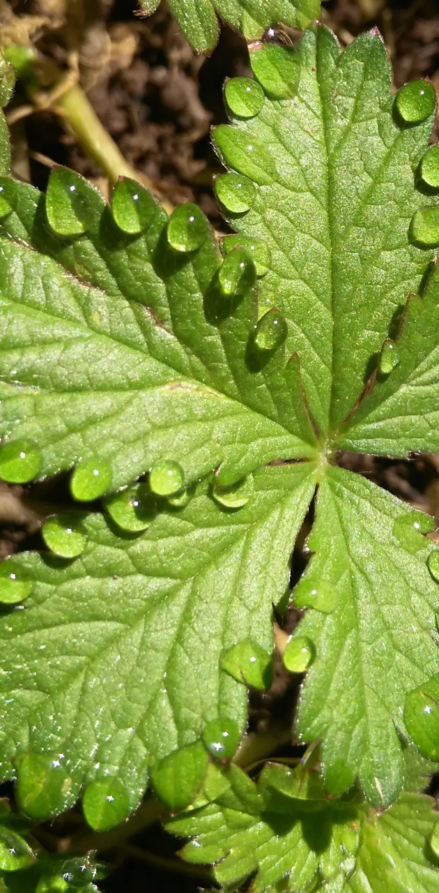 Some drops