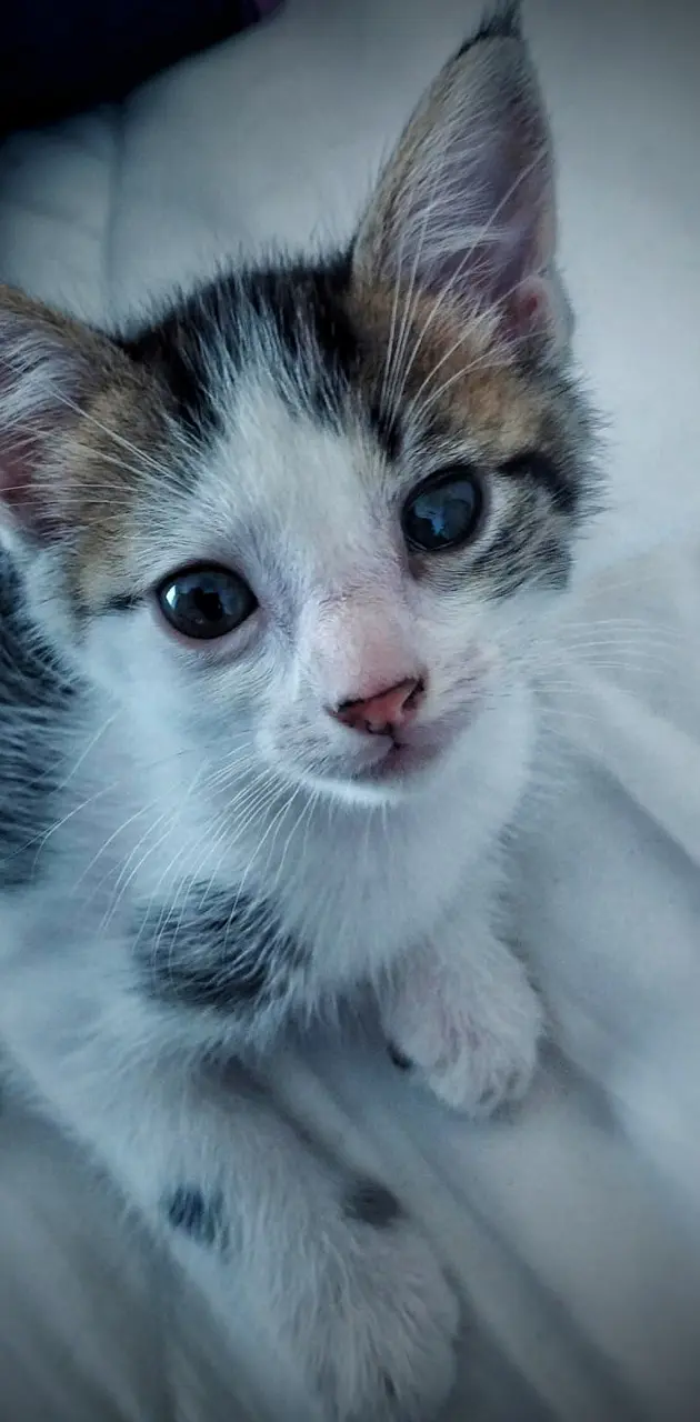 Little kitty TC