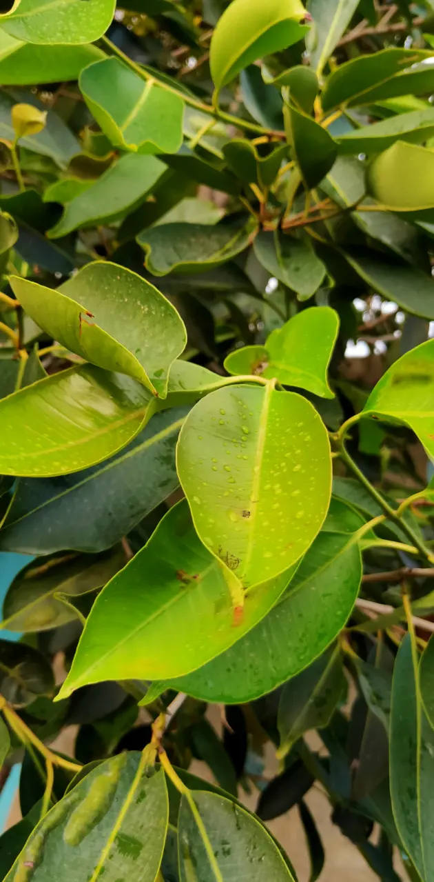 Java plum tree