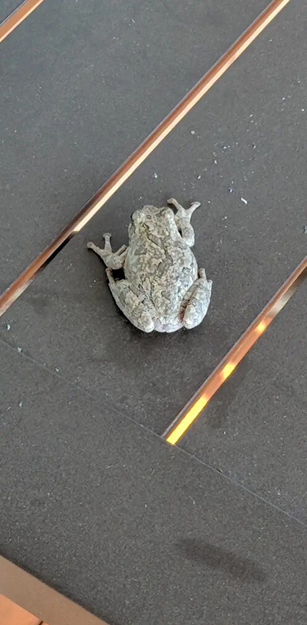 Frog on patio table