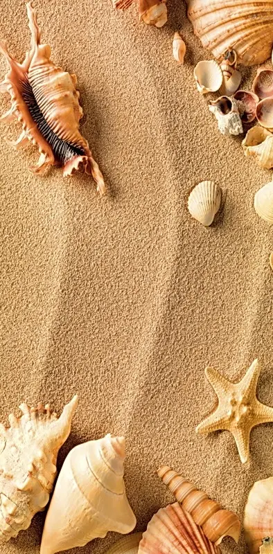 Seashells On Sand
