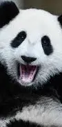 Suprised Panda!