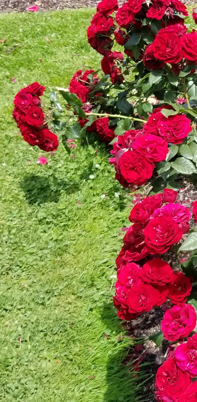 Red rose falling