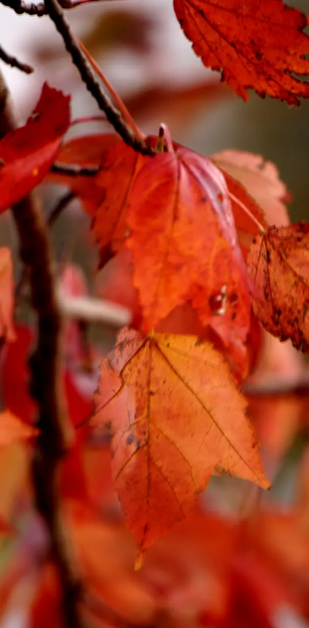Vivid Fall leaves