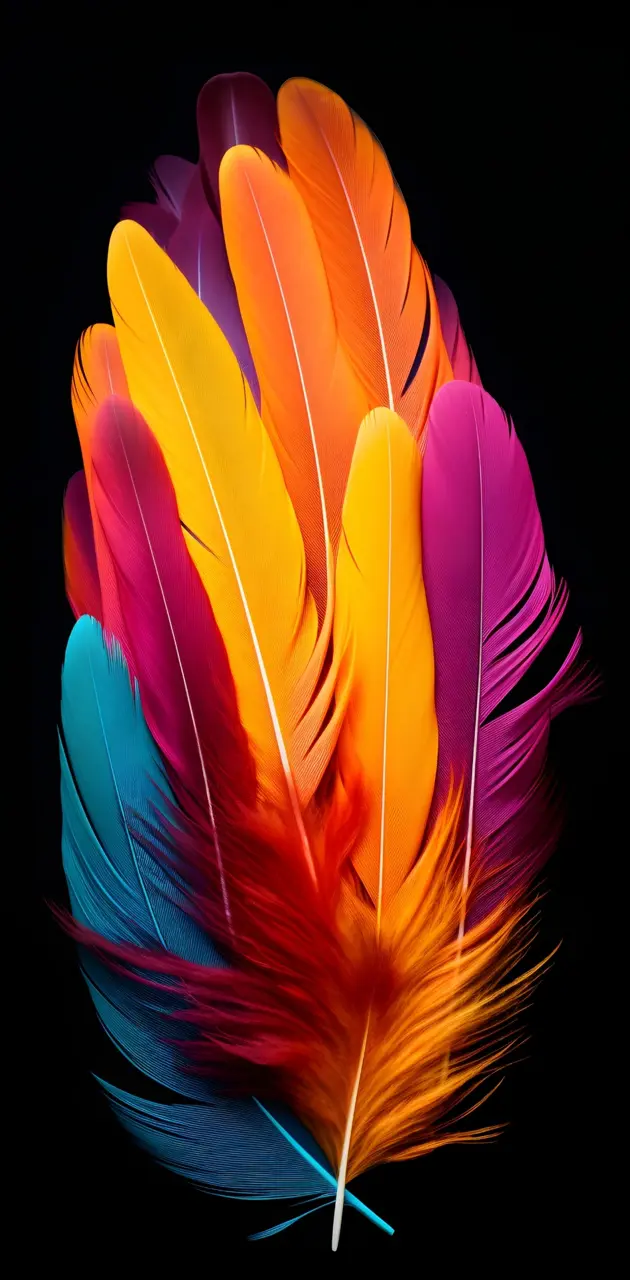 Feather and colors