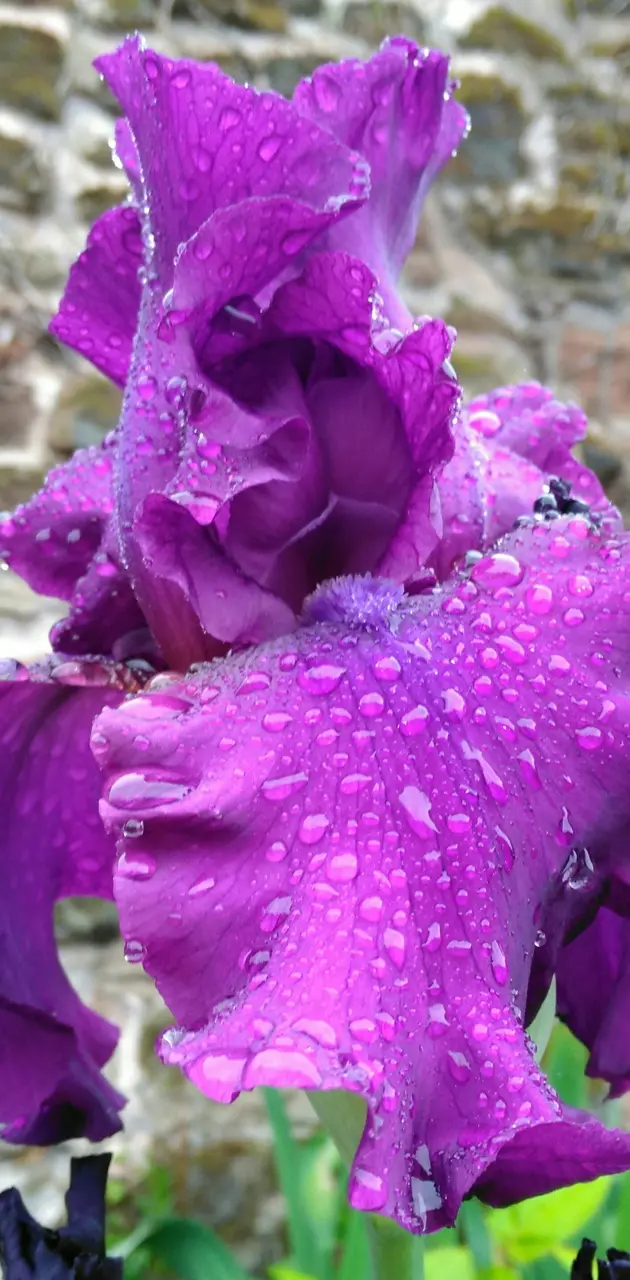 Flower in purple