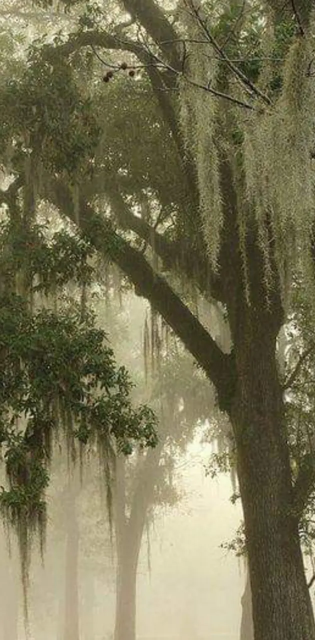 Foggy Willow